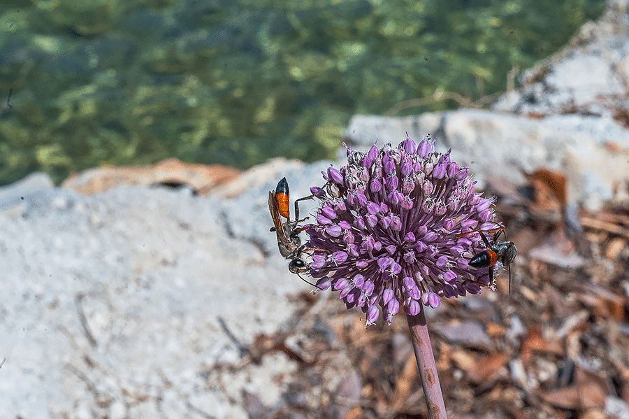 Entdeckt in Zatoklav am Strand: Knoblauchblüte mit Besuchern - Foto JoSt © 2024